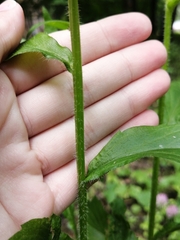 Erigeron strigosus septentrionalis