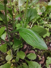 Erigeron strigosus septentrionalis