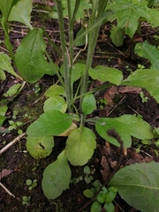 Erigeron strigosus septentrionalis