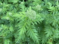 Tanacetum macrophyllum