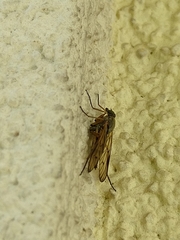 Rhagio vitripennis