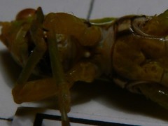 Bermius