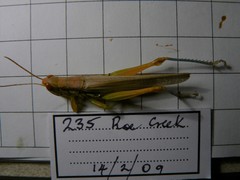 Bermius