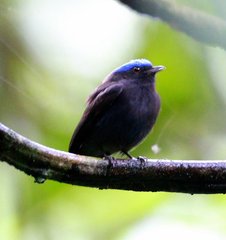 Lepidothrix coronata