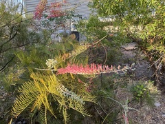 Grevillea dryandri