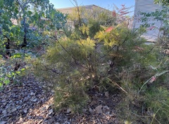 Grevillea dryandri