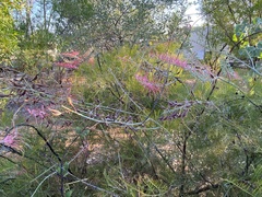 Grevillea dryandri