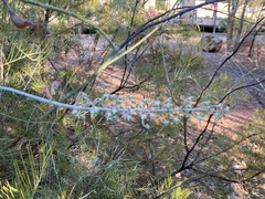 Grevillea dryandri