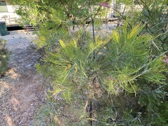 Grevillea dryandri