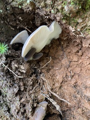 Pleurotus australis