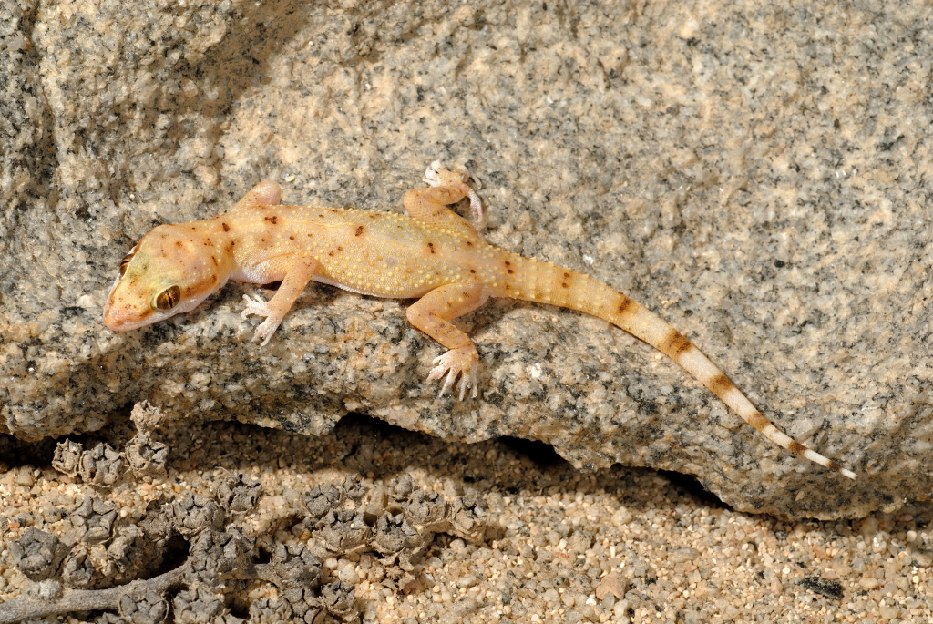 Al Wusta Gecko
