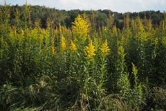 Solidago altissima