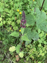 Stachys sylvatica