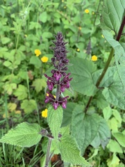 Stachys sylvatica