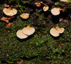 Panellus luxfilamentus