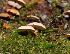 Panellus luxfilamentus