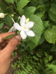 Wrightia antidysenterica