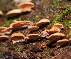 Panellus luxfilamentus