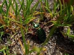 Carabus auratus