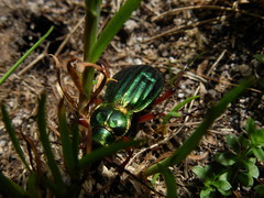 Carabus auratus