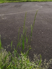 Elymus repens