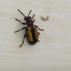 Crioceris paracenthesis