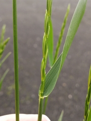 Elymus repens