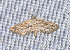 Parapoynx fluctuosalis