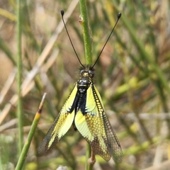 Libelloides cunii