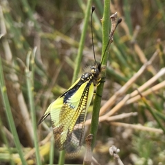 Libelloides cunii