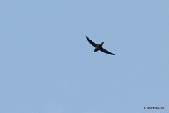 Hirundapus giganteus