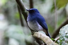 Cyornis pallidipes
