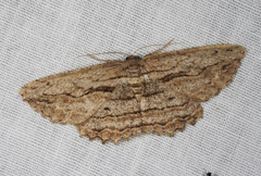 Scioglyptis loxographa