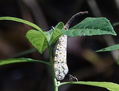 Pyrops oculatus