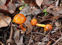Cortinarius abnormis
