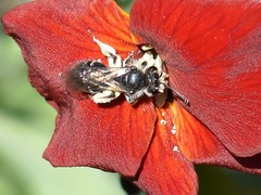 Andrena viridescens