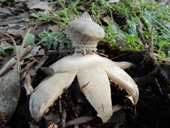 Geastrum pectinatum