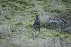 Osphranter robustus robustus