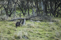 Osphranter robustus robustus