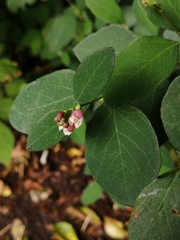 Symphoricarpos
