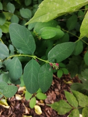 Symphoricarpos