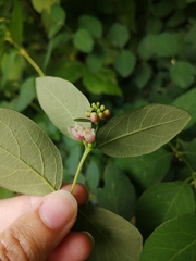 Symphoricarpos