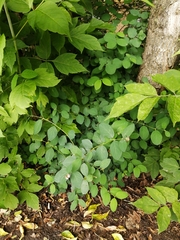Symphoricarpos