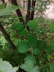 Symphoricarpos