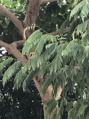 Horsfieldia polyspherula