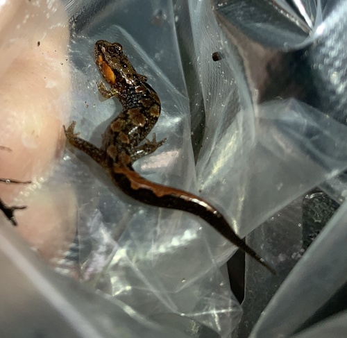 Chattooga Dusky Salamander
