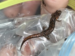 Desmognathus perlapsus