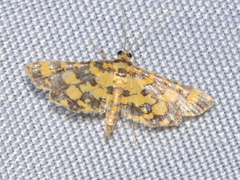 Eurrhyparodes tricoloralis