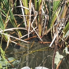 Fulica atra