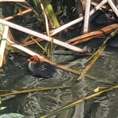 Fulica atra